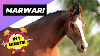 Marwari Horse - In 1 Minute! 🐴 One Of The Most Beautiful Horses In The World | 1 Minute Animals