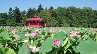 2021年7月26日猿賀公園蓮の花開花状況【青森県平川市】