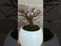 ホームセンター産ニレ欅の根がとんでもない事に　 bonsai 盆栽 shorts けやき