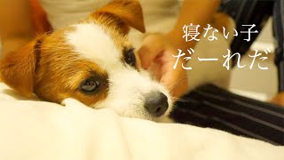 ドッグランで3時間遊んでも子犬を寝かしつけるのは大変です/ジャックラッセルテリア/puppy