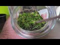 moss wall terrarium how to make a moss wall terrarium