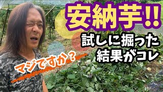 【収穫寸前】安納芋‼︎ 試しに掘った結果がコレ 【畑】【農業】