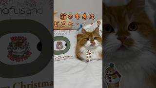 クリスマスケーキの箱の中身を探す猫が可愛すぎました！ #shorts #猫 #マンチカン