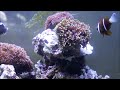 澳洲藍帶小丑亞成魚 barrier reef anemonefish subadult 6k