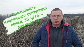 Врожайність класичного соняшника понад 33 ц/га - реальність?