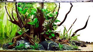 Beautiful Aquascaping Store In Istanbul |Turkiye