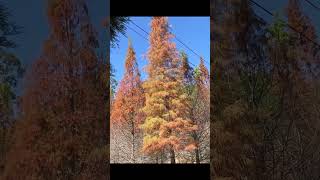 Bald cypress trees in Miaoli Taiwan 台灣苗栗落羽松秘境