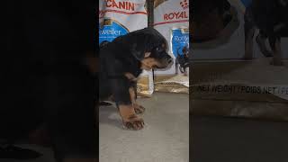 Royal Canin rottweiler puppy food review