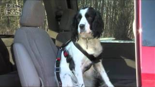 Pet Travel Safety: Pet Buckle Seatbelt Harness & Kwik Connect Tether | DrsFosterSmith.com