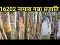 रिलीज हो गई एक और नायाब गन्ना किस्म। colk16202 ganna prajati. colk 16202 sugarcane variety.