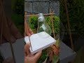 bulb plant setting easy garden ideas garden craft creatorstechworld shorts