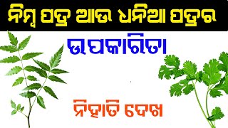 ନିମ୍ବ ପତ୍ର ଆଉ ଧନିଆ ପତ୍ରର ଉପକାରିତା ନିହାତି ଦେଖ ! Benefits Of Neem and Dhania Leaves!