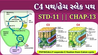 C4 પથ/હેચ સ્લેક પથ ( STD-11 || CHAP-13)