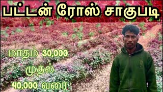 பட்டன் ரோஸ் சாகுபடி | Button Rose cultivation in Tamil | Button rose Farming |￼ ￼