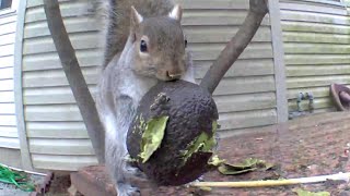 Squirrel Steals an Avocado｜Squirrel Eating an Avocado in the Backyard