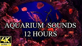 AQUARIUM 4K Coral Reef NO MUSIC and NO ADS 4K Reef Tank - 12 Hours | Aquarium Sounds For Sleeping 🐠