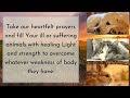 prayer for animals and pets st. francis of assisi prayer goodwill prayers