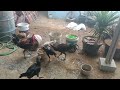 hari ini ayam pesta makan jago pelung bangkok ketawa persilangan ayam jogja