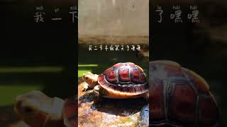 The story of Anhui Yellow-Margined Box Turtle