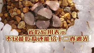 【十二卷】[废物利用篇]瓜果上面的保护网别急着扔，它可以这么用