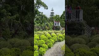 《苗栗。熱門景點》最美波波草花園～超浪漫超好拍《花露農場》百花齊放～推薦😊 2023年5月24日