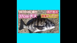 1/5芦屋近郊の釣果　セイゴとチヌ　フィッシングマックス芦屋店