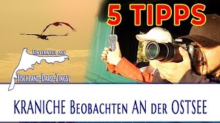 5 Tipps für Kranichbeobachtung an der Ostsee | Zingst