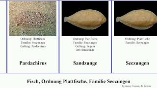 Fisch, Ordnung Plattfische, Familie Seezungen fish niger Soleichthys Brachirus Synapturichthys One