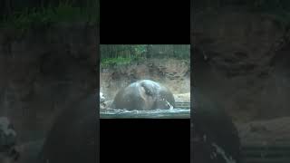 Hippo farts outside the water
