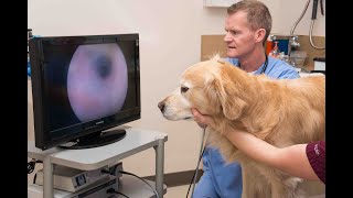 How video otoscopy aids in the treatment of pets' ear infections