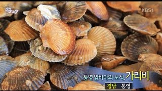 [6시내고향-창원] 통영 앞바다의 보석, 가리비 - 경남 통영 (2016.12.12,월)