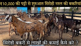 ₹10000 पट्टी से शुरुआत! सिरोही नस्ल की प्रेग्नेंट बकरियां! at visit Shree goat farm Ajmer