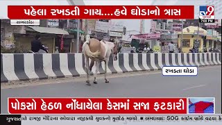 સાબરકાંઠા રખડતી ગાય બાદ ઘોડાનો રસ્તા પર અડીંગો છેલ્લા 1 સપ્તાહથી વિવિધ વિસ્તારોમાં ફરી રહ્યા છે ઘોડા