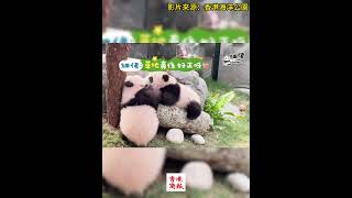 香港大熊貓龍鳳胎「家姐」🐼「細佬」🐼 今天，我們5個月啦！#Panda #大熊猫 #香港海洋公园 #oceanpark