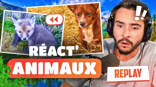 Nouveau REACT animaux ! (on va pleurer sur celui-là)