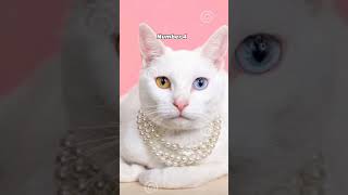 top 10 most expensive cat breeds in the world #expensivecats#shorts