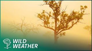 Is Extreme Heat the New Normal? | David Attenborough BBC Documentary