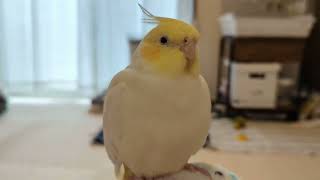 オカメインコが鳥語で話しかけてきたけど、何て言ってるかな？Cockatiels have spoken in bird language