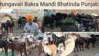 Tunga wali Bakra Mandi Bathinda Punjab तुंगा वाली बकरा मंडी भटिंडा पंजाब تنگوالی بکرا منڈی پر ٹھنڈا