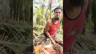 সংসারের চাপ সবার -ই আছে।#malaysia#farming#palm#viralshort#fishing#food#agriculture#palmgarden#