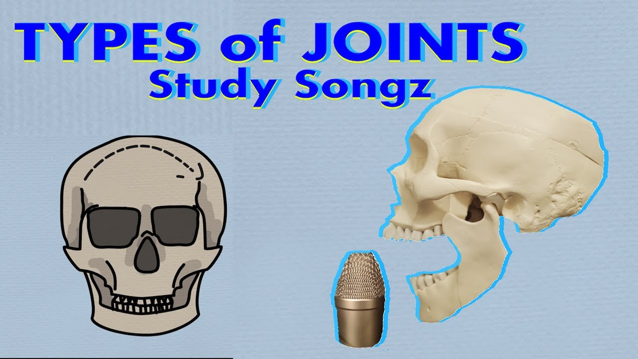 LEARN ANATOMICAL ARTICULATIONS: Types Of Joints Song - Study Songz ...