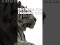 Rare white Tiger facts 10 #shortsvideo #viral #viralvideo #youtubeshorts #youtube #wildlife