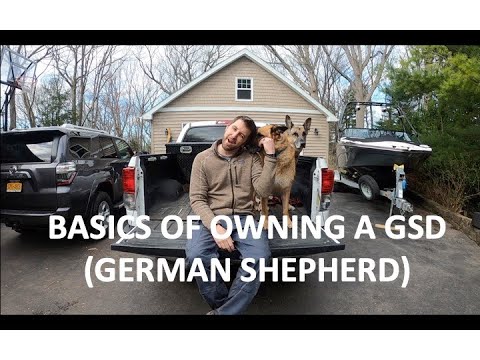What should I expect from my 1 year old German Shepherd?