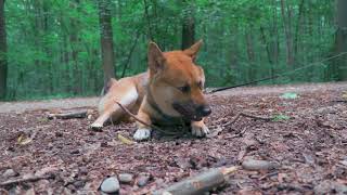 Yuki makes a passion for sticks | Shiba Inu