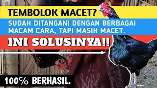 Cara Ampuh Atasi Tembolok Ayam Macet.