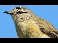 Sweet songsters – Yellow-rumped Thornbills in the Capertee Valley