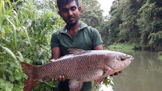 WOW !!! Sri Lankan Rivers Fishing |  Fishing With Cast Net | Big Rohu Fishing | Amazing Fishing 🇱🇰