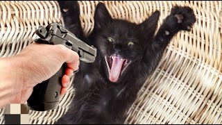 Funny Cat Vs Gun - Cats And Dogs Reaction Compilation 2021