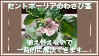 セントポーリアのわさび茎ー植え替えしないで一時的に解決する方法