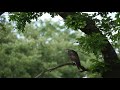 06 06 22 saker falcon falco cherrug